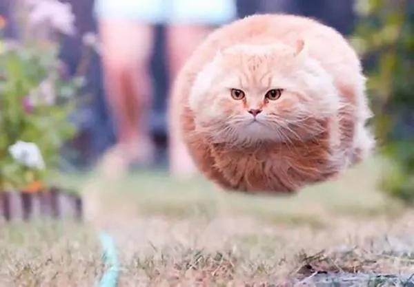猫主子在什么情况下会被吓死?答案居然是这个!太令人意外了!