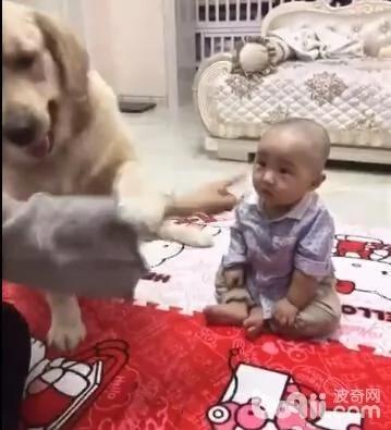 主人教训儿子时黄金却在一旁劝阻 黄金挨骂了…模样真让人心疼!