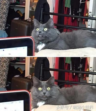 这只猫咪第一次看到小宝宝 竟出现这样的表情…笑翻主人一家人!