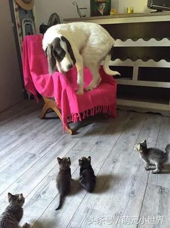 这只猫咪第一次看到小宝宝 竟出现这样的表情…笑翻主人一家人!