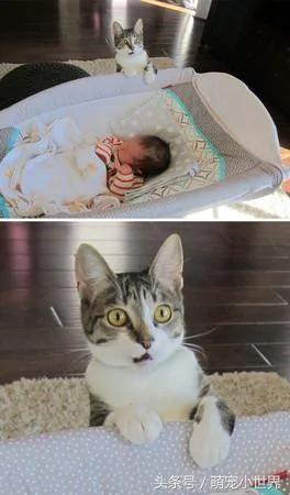 这只猫咪第一次看到小宝宝 竟出现这样的表情…笑翻主人一家人!