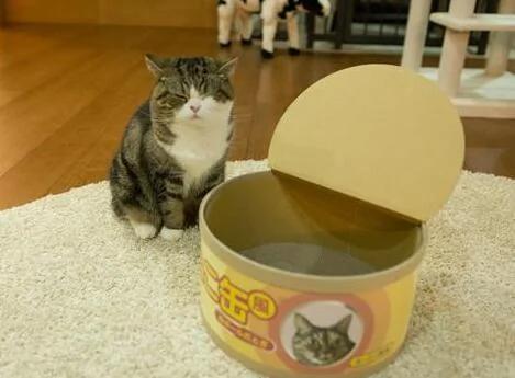 猫咪发现主人新买的巨大猫罐头后 好奇的钻进去 没想到下一瞬间竟…