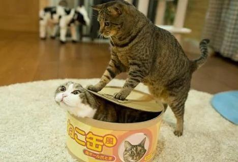 猫咪发现主人新买的巨大猫罐头后 好奇的钻进去 没想到下一瞬间竟…