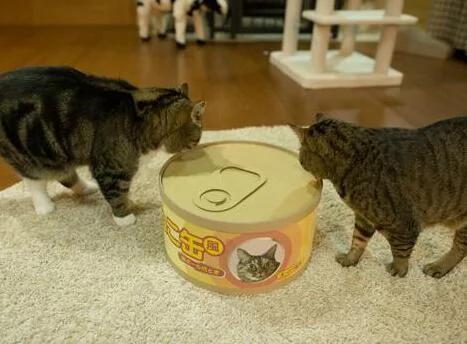 猫咪发现主人新买的巨大猫罐头后 好奇的钻进去 没想到下一瞬间竟…