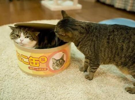 猫咪发现主人新买的巨大猫罐头后 好奇的钻进去 没想到下一瞬间竟…