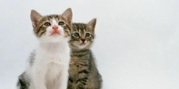 猫咪发现主人新买的巨大猫罐头后 好奇的钻进去 没想到下一瞬间竟…