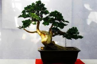 如果你的房间还养着这些花 请挪走吧!