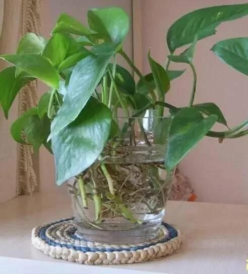 这几种水培植物一定要换水洗根 你知道吗?