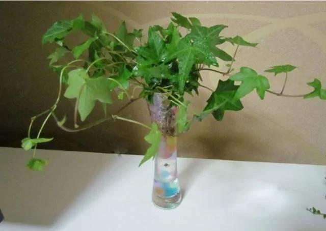 这几种水培植物一定要换水洗根 你知道吗?