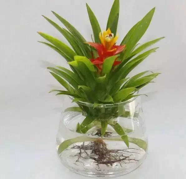 这几种水培植物一定要换水洗根 你知道吗?