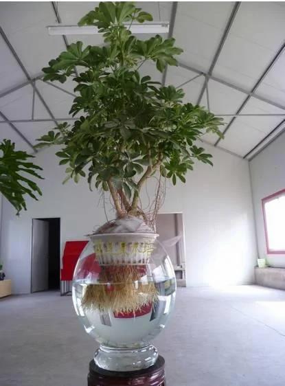 这几种水培植物一定要换水洗根 你知道吗?