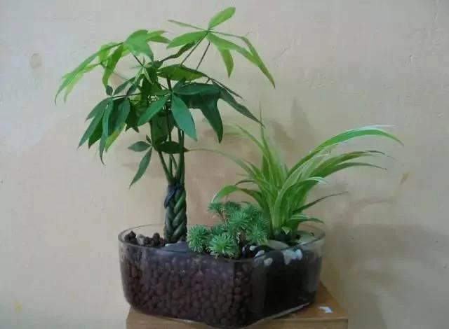 这几种水培植物一定要换水洗根 你知道吗?