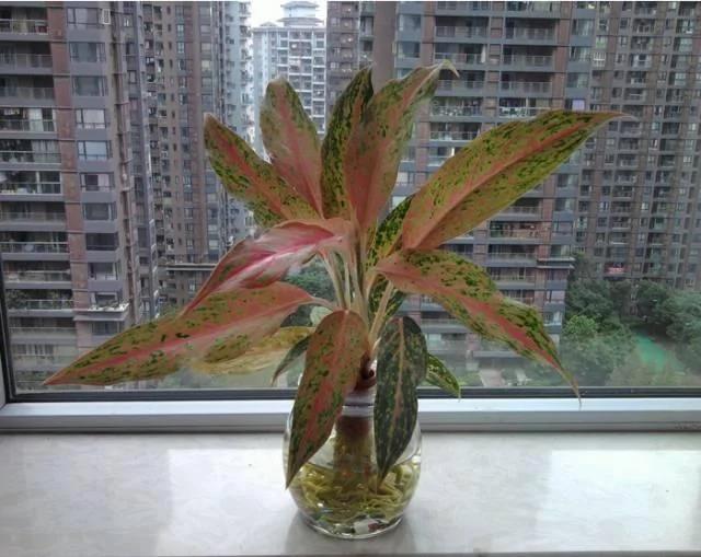 这几种水培植物一定要换水洗根 你知道吗?