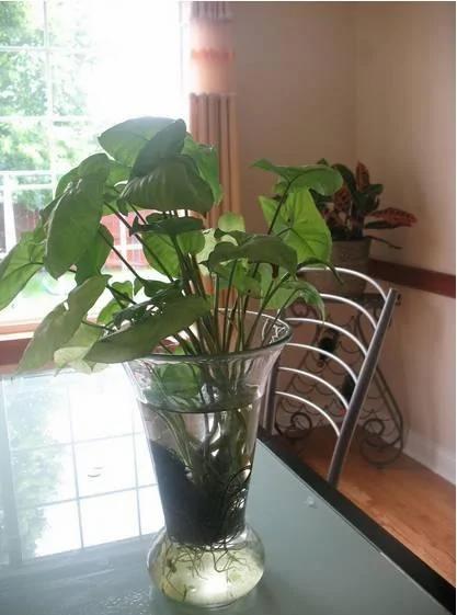 这几种水培植物一定要换水洗根 你知道吗?