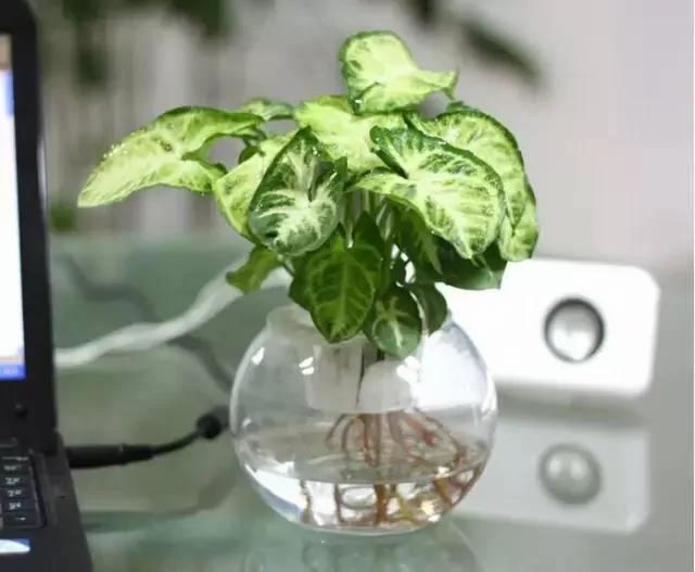 这几种水培植物一定要换水洗根 你知道吗?