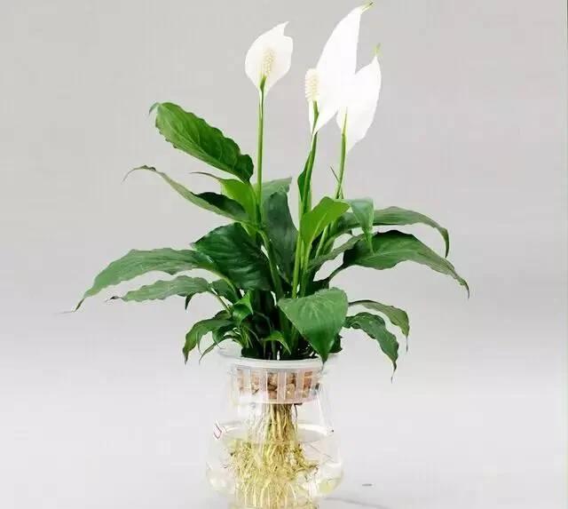 这几种水培植物一定要换水洗根 你知道吗?