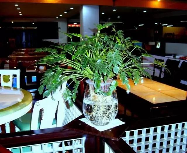 这几种水培植物一定要换水洗根 你知道吗?