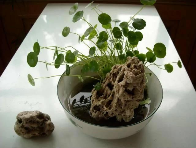 这几种水培植物一定要换水洗根 你知道吗?
