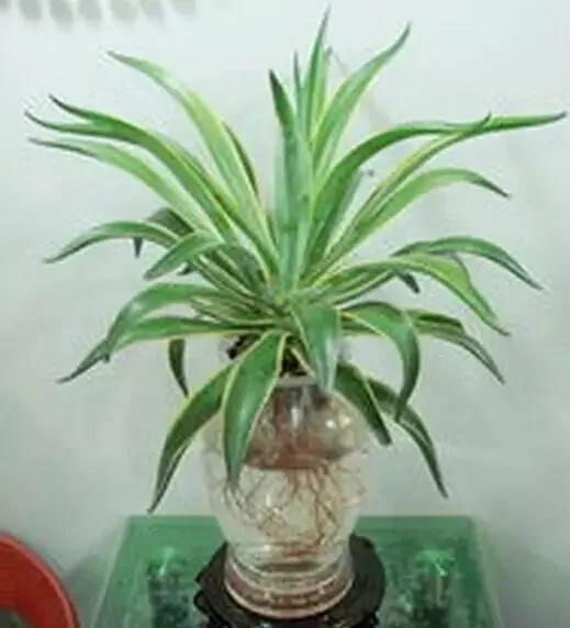 这几种水培植物一定要换水洗根 你知道吗?