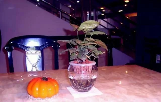 这几种水培植物一定要换水洗根 你知道吗?