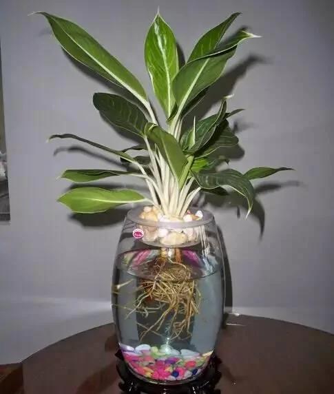 这几种水培植物一定要换水洗根 你知道吗?