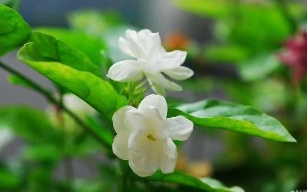 茉莉花盆栽枝繁叶茂却不开花?那是你养殖方法不对!