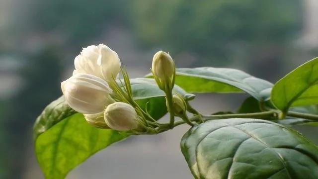 茉莉花盆栽枝繁叶茂却不开花?那是你养殖方法不对!
