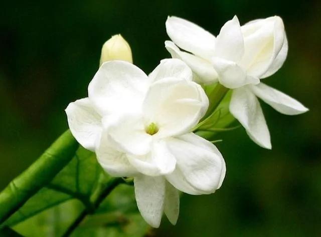 茉莉花盆栽枝繁叶茂却不开花?那是你养殖方法不对!