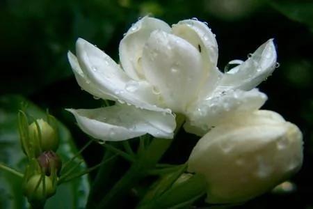 茉莉花盆栽枝繁叶茂却不开花?那是你养殖方法不对!