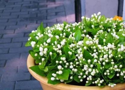 茉莉花盆栽枝繁叶茂却不开花?那是你养殖方法不对!