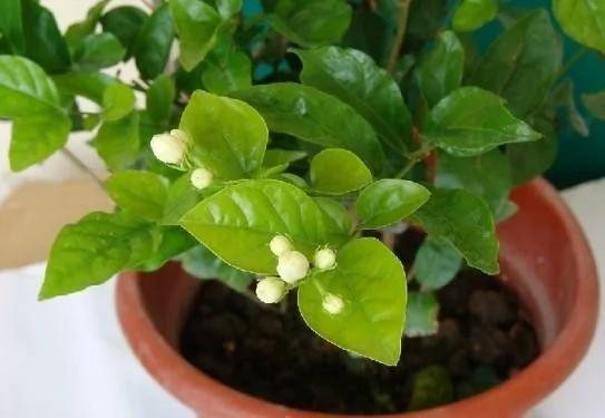 茉莉花盆栽枝繁叶茂却不开花?那是你养殖方法不对!