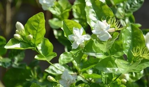 茉莉花盆栽枝繁叶茂却不开花?那是你养殖方法不对!