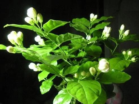 茉莉花盆栽枝繁叶茂却不开花?那是你养殖方法不对!