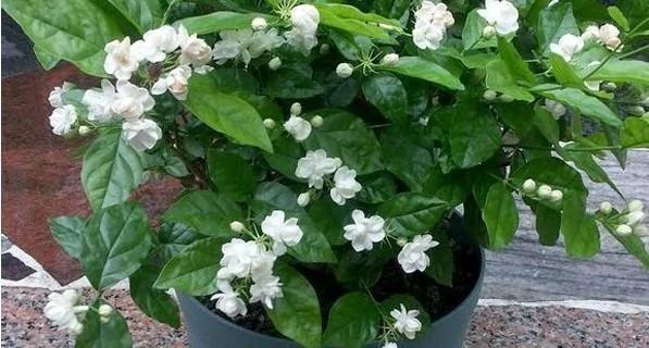 茉莉花盆栽枝繁叶茂却不开花?那是你养殖方法不对!