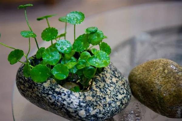 教你手工制作石头迷你小花盆 创意生活浪漫情调百分百!