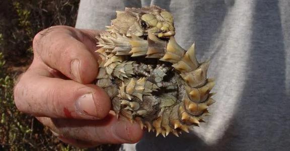 男子在野外发现这只“咬着尾巴”的生物 查明之后才知道…原来自己捡到宝!!