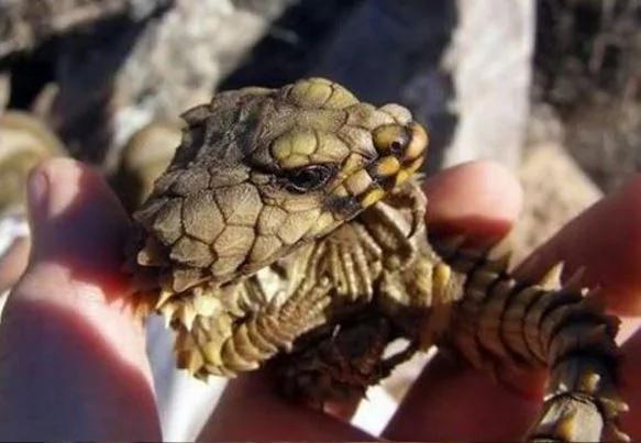 男子在野外发现这只“咬着尾巴”的生物 查明之后才知道…原来自己捡到宝!!