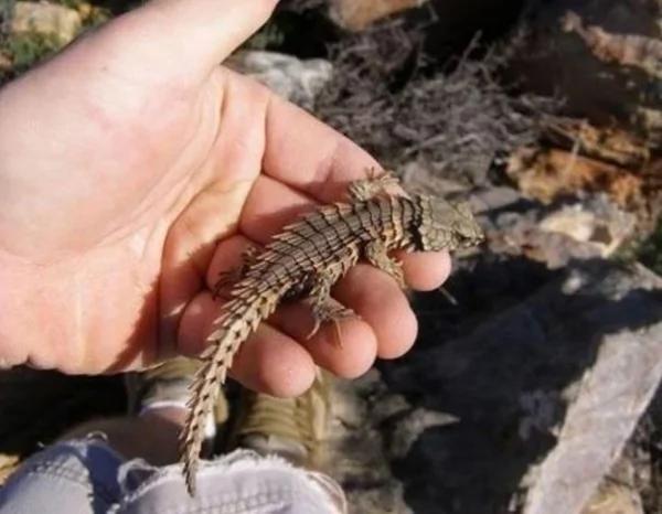 男子在野外发现这只“咬着尾巴”的生物 查明之后才知道…原来自己捡到宝!!