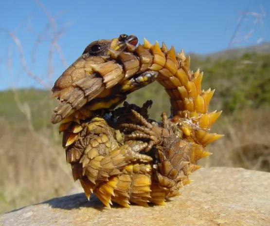 男子在野外发现这只“咬着尾巴”的生物 查明之后才知道…原来自己捡到宝!!