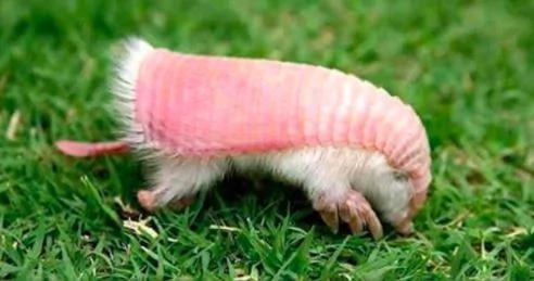 男子在野外发现这只“咬着尾巴”的生物 查明之后才知道…原来自己捡到宝!!