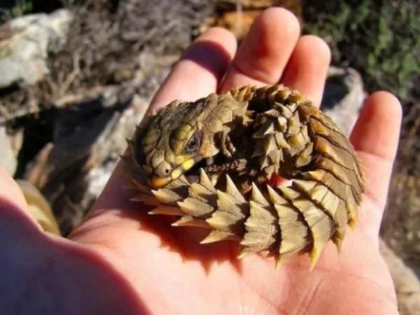 男子在野外发现这只“咬着尾巴”的生物 查明之后才知道…原来自己捡到宝!!
