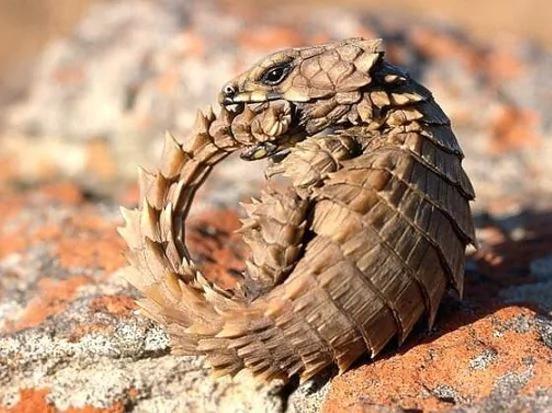 男子在野外发现这只“咬着尾巴”的生物 查明之后才知道…原来自己捡到宝!!