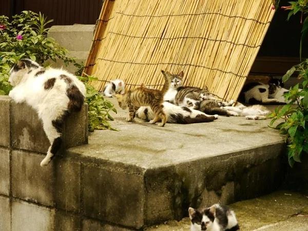 猫奴的天堂!日本福冈三大人气“猫岛”
