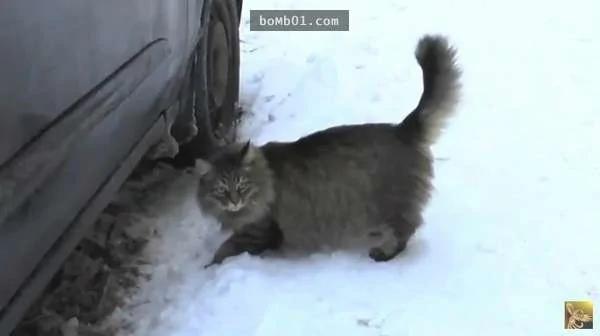 俄罗斯小男婴被遗弃在破旧的纸箱内 结果这只流浪猫的举动…