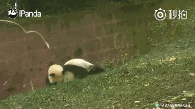 熊猫母爱如山倒:打完孩子就跑 真刺激!