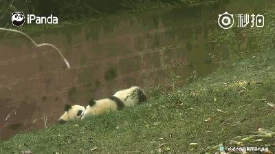 熊猫母爱如山倒:打完孩子就跑 真刺激!