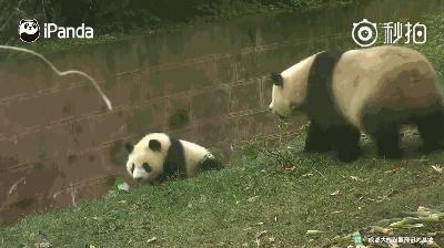 熊猫母爱如山倒:打完孩子就跑 真刺激!