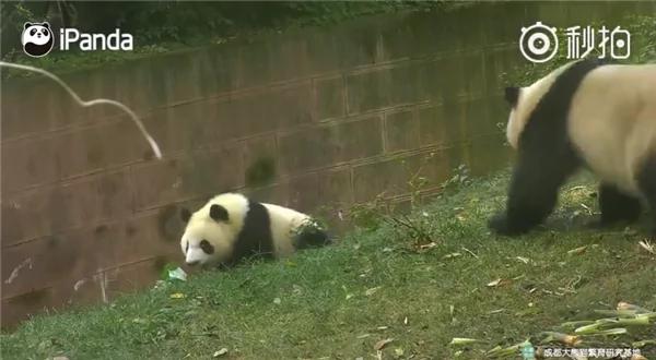 熊猫母爱如山倒:打完孩子就跑 真刺激!