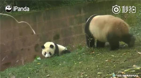 熊猫母爱如山倒:打完孩子就跑 真刺激!