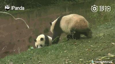 熊猫母爱如山倒:打完孩子就跑 真刺激!